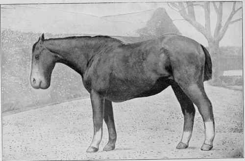 PURPURA HAMORRHAGICA.