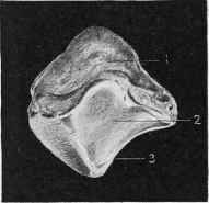 Patella (Superior and Posterior Face).