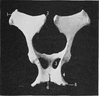 Pelvis (Superior Aspect).