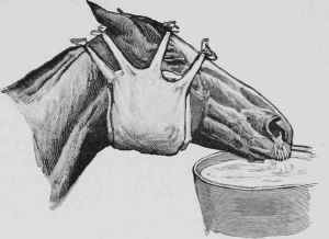 Poulticing for Strangles.