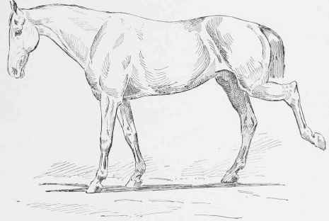 Rupture of the Flexor Metatarsi.