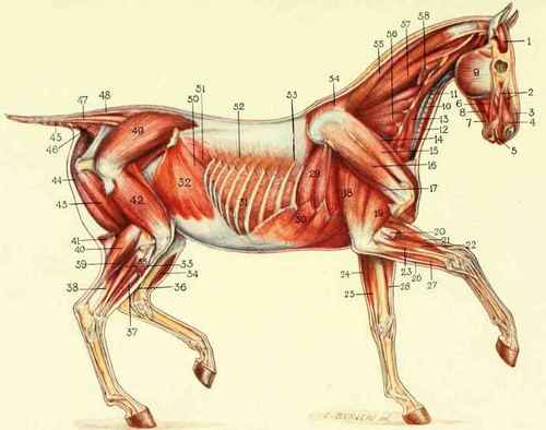 SECOND LAYER OF MUSCLES EXPOSED.