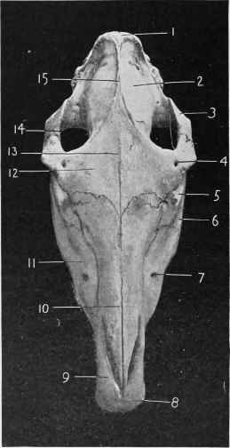 Skull (Front Aspect).
