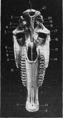 Skull (Posterior Surface).