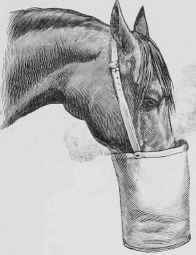 Steaming: for Strangles.