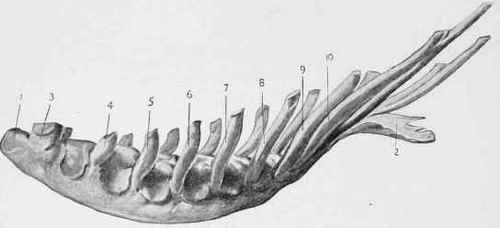 Sternum and Costal Cartilages.
