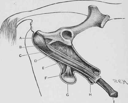 Suspensory Ligament of Penis.