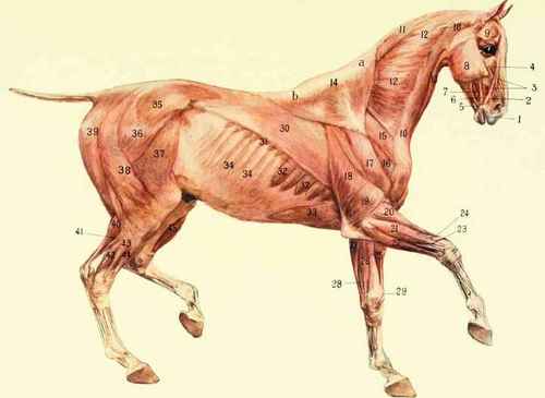 THE SUPERFICIAL MUSCLES EXPOSED.