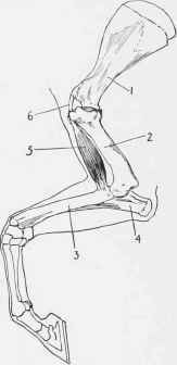 The Flexor Brachii (internal aspect).