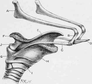 The Hyoid Bone and the Larynx.