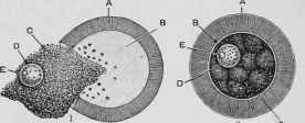 The Ovum.
