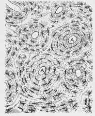 Transverse Section of Bone.