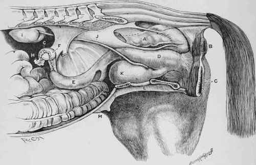 View of the Genitourinary Organs of the Mare.