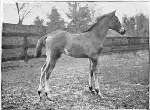 WELL SHAPED FOAL.