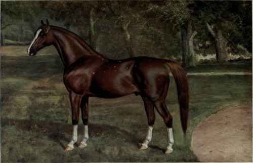 ARAB STALLION, MESAOUD.