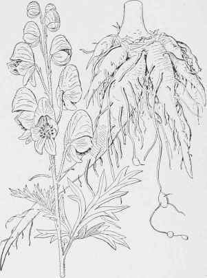 Aconite (Aconitum Napellus).