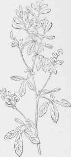 Alfalfa (Medicago saliva).