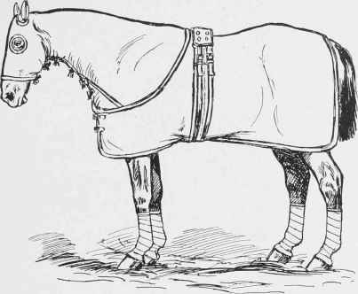 Clothing for Sick Horse.