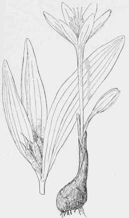 Colchicum autumnale.