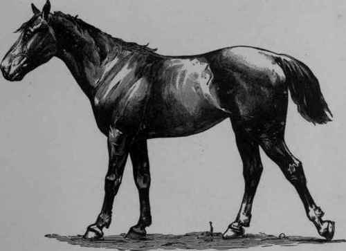 Dislocation of the Patella.