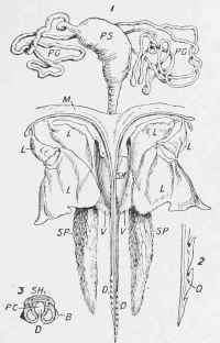 Fig. 45S.   Sting of Bee.