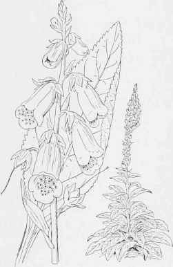 Foxglove (Digitalis purpurea).