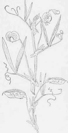 Indian Pea (Lathyrus sativus).