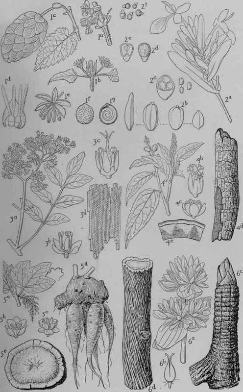 MEDICINAL PLANTS I.