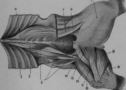 Muscles of the Lumbar and Pubio Femoral Regions.