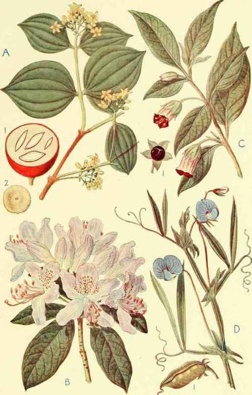POISONOUS PLANTS   II.