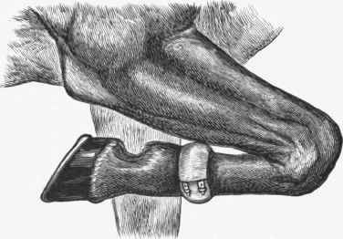 Pad to prevent Capped Elbow.