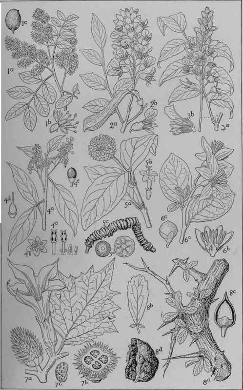 Plate XLV1. MEDICINAL PLANTS II.