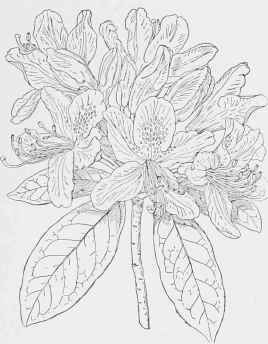 Rhododendron (R. hybridun).