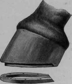 South's Rational Shoe (Charlier system).