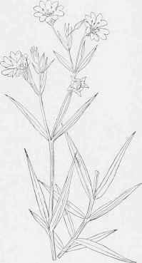 Starwort (Stellaria Holostea).