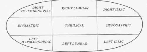 The Abdominal Cavity Or Cavity Of The Belly 6006