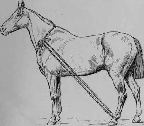 The Leg kept in Position.