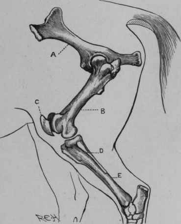 The Patella and its relation to the other bones of the Hind Limb.