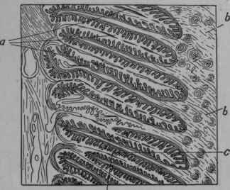 Villi of the Coronary Cushion and Growth of Horn.