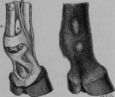 Wind Galls. A, Tendon of the Flexor Perforatus.