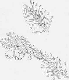 Yew (Taxus baccata).