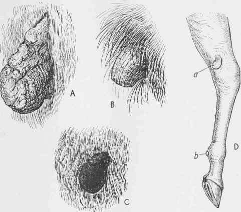 A, A large chestnut from a cart mare. 