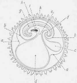 Development of the Embryo, eighteenth day.