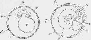Development of the Human Ovum.