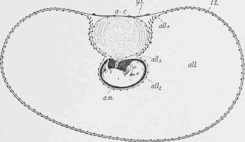 Embryo of Horse at Seven Weeks.