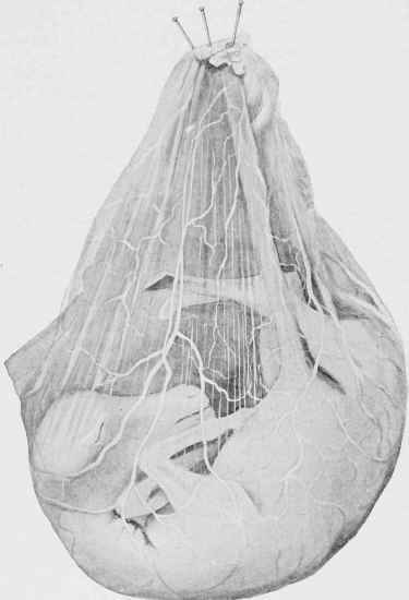 Foal about Fourth Month.