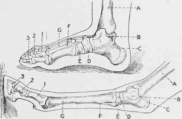 Foot of Man and Foot of Horse Compared in Natural Positions (Note position of ground surface in each case).