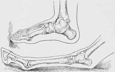 Foot of Man and Foot of Horse Compared (positions reversed) (Note position of ground surface in each case).