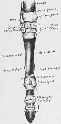 Fore limb (twenty three weeks), front view, natural size.