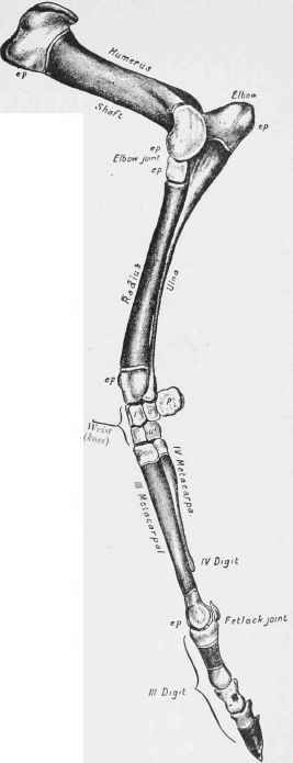 Fore limb (twenty three weeks), natural size.